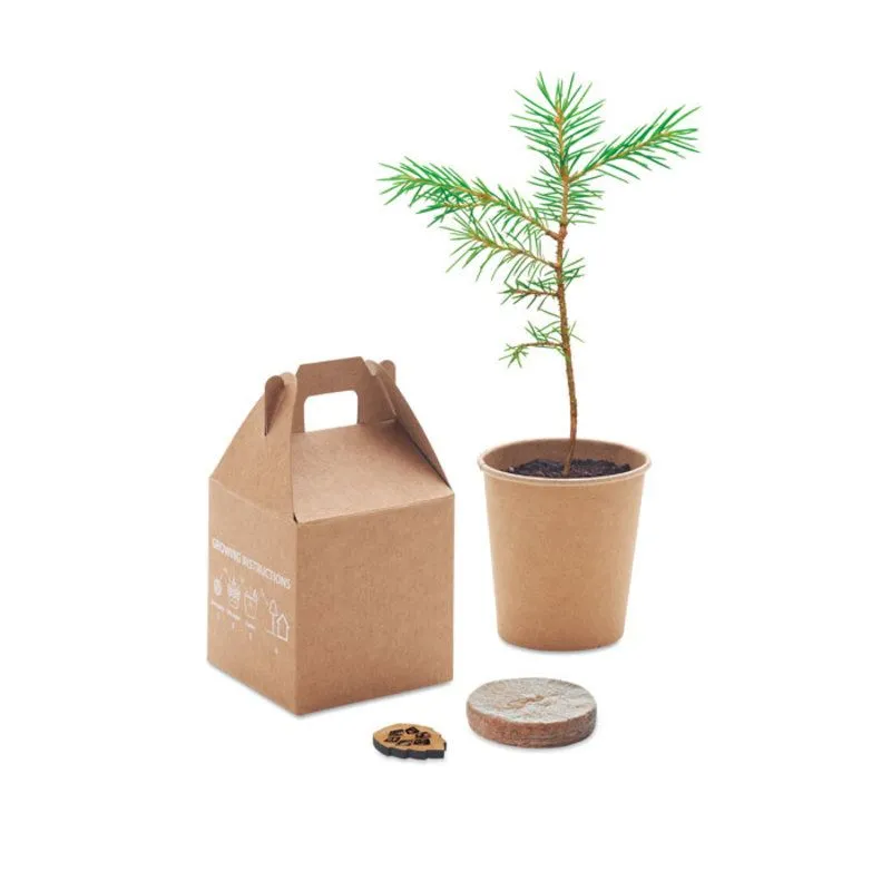 Semilla de pino Growtree