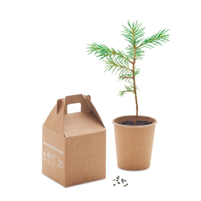 Semilla de pino Growtree